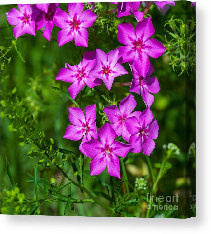 Beauty In Nature Canvas Print featuring the photograph Pink Phlox by Diane Macdonald