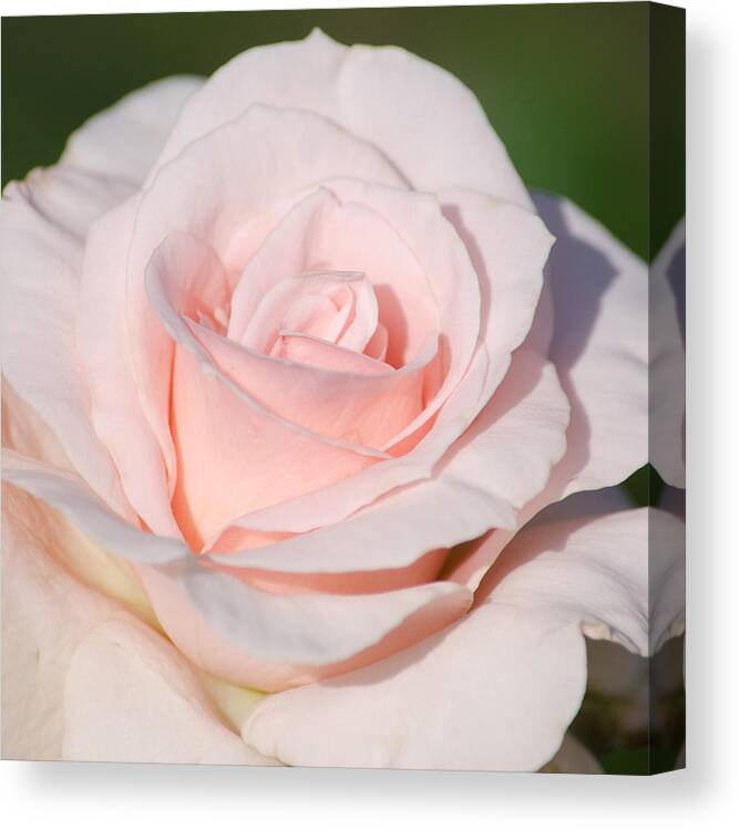 Rose Canvas Print featuring the photograph Pink Promise by Nancy Edwards