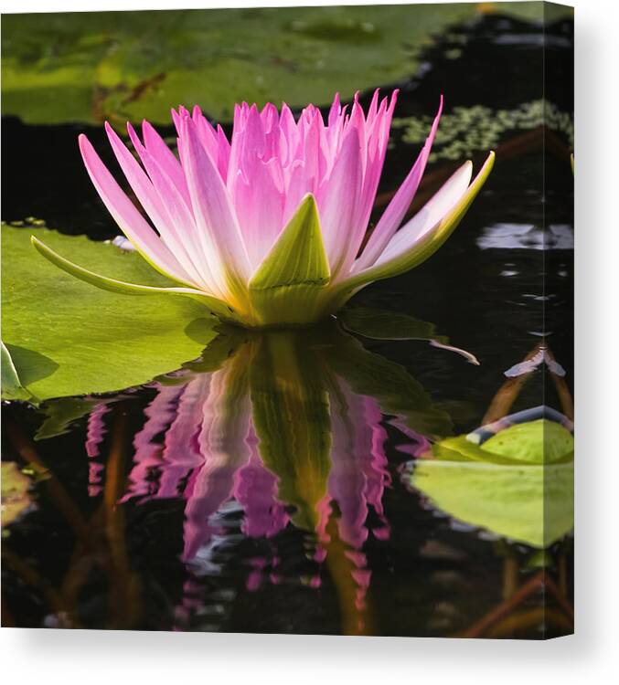Pink Canvas Print featuring the photograph Pink Reflection by Jean-Pierre Ducondi