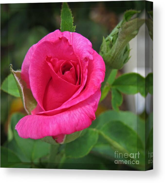 Pink Rose Flower Canvas Print featuring the photograph Pink Rose Beauty in the Garden by Ella Kaye Dickey