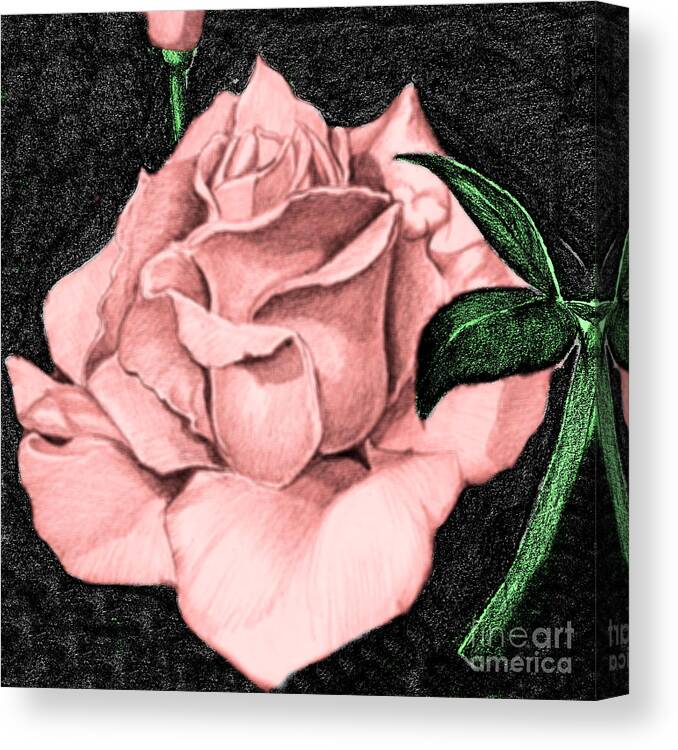 Rose Canvas Print featuring the drawing Pink Rose by Bill Richards