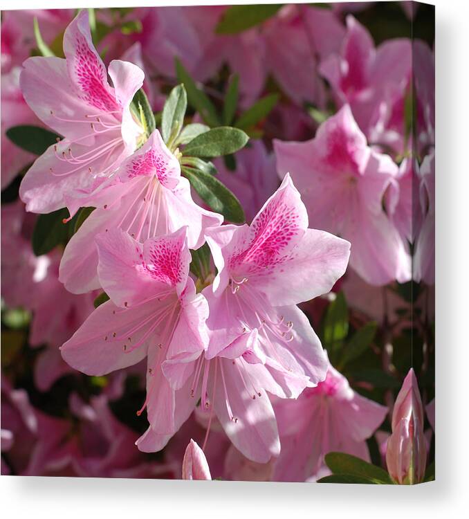 Pink Flowers Canvas Print featuring the photograph Pink Star Azaleas in Full Bloom by Connie Fox