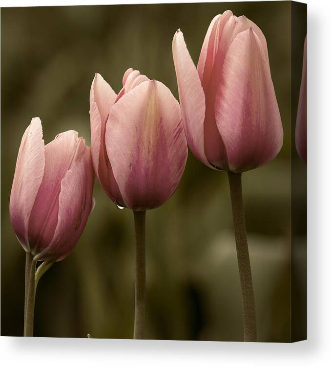 Tulips Canvas Print featuring the photograph Pink Trio by Sonya Lang