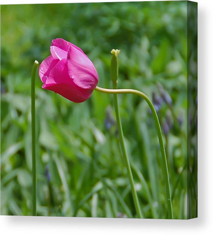 Pink Tulip Canvas Print featuring the photograph Pink Tulip by Aimee L Maher ALM GALLERY