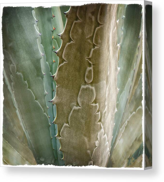 Disney Canvas Print featuring the photograph Plant 3 by Jerry Golab