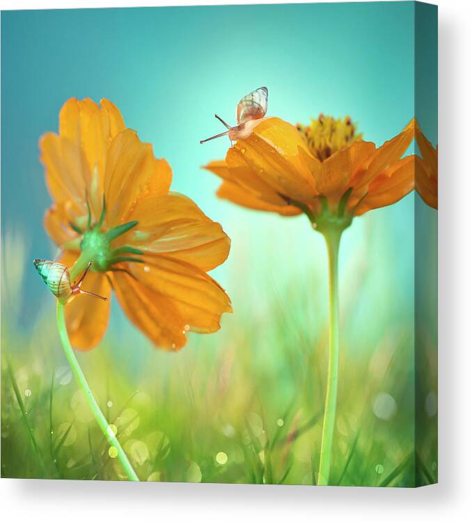 Macro Canvas Print featuring the photograph Play Time! by Peiling Lee
