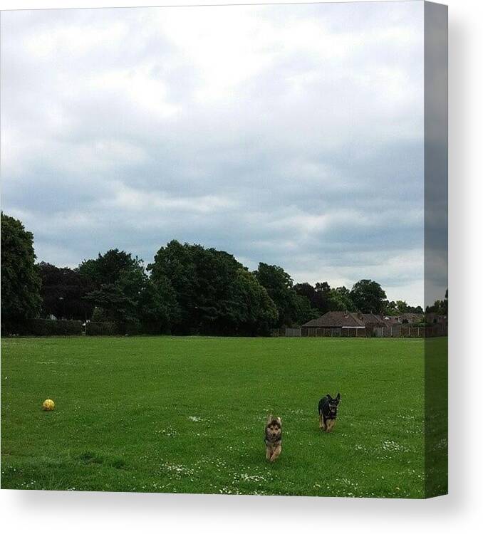 Germanshepherd Canvas Print featuring the photograph Playing Football by Abbie Shores