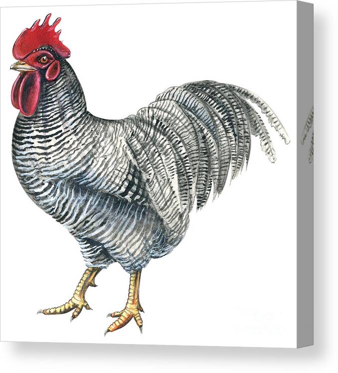 No People; Square Image; Side View; Full Length; Standing; One Animal; Domestic Animals; Animal Themes; Red; Grey; White; Male Animal; Plymouth Rock Rooster Canvas Print featuring the drawing Plymouth Rock rooster by Anonymous