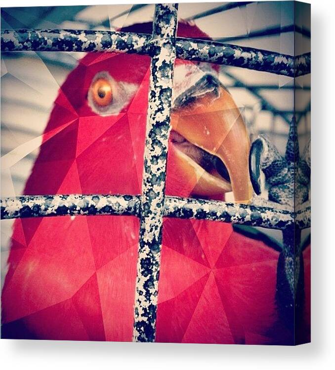 Polly Canvas Print featuring the photograph Polygon-polly!
#polly #polygon by Robert Campbell