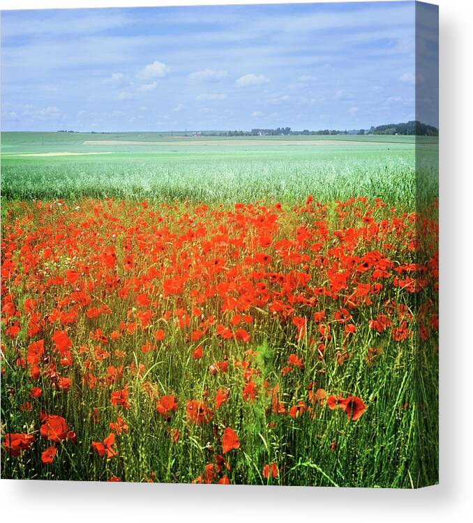 Scenics Canvas Print featuring the photograph Poppies by Kodachrome25