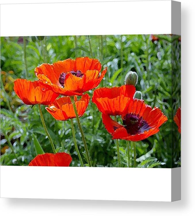 Summer Canvas Print featuring the photograph Poppies by Niki Crawford
