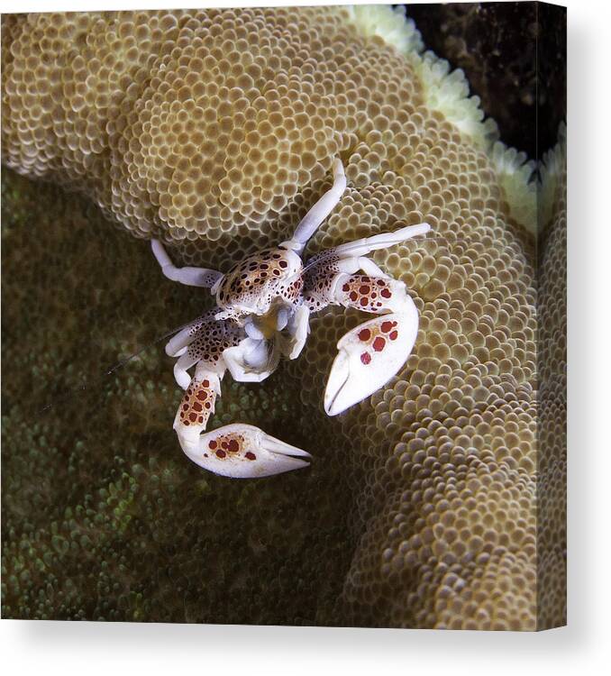 Solomon Islands Canvas Print featuring the photograph Porcelain Crab II by Paula De Baleau