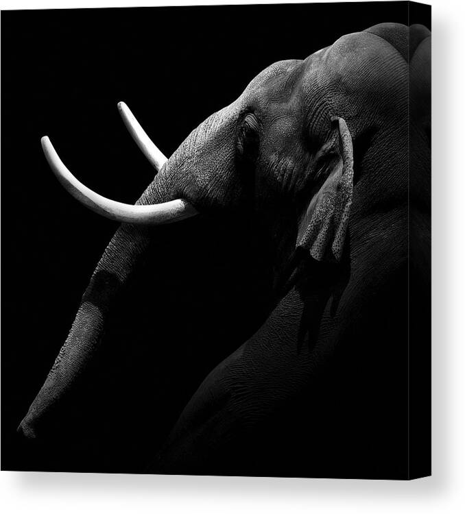 Elephant Canvas Print featuring the photograph Portrait of Elephant in black and white by Lukas Holas