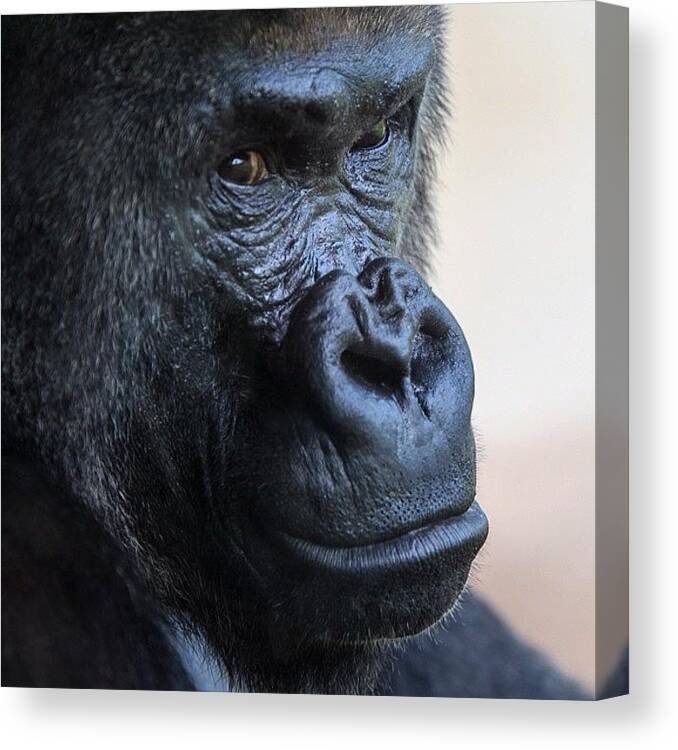 Beautiful Canvas Print featuring the photograph Pretty Chill #gorilla . Just Watching by Jesse Vargas