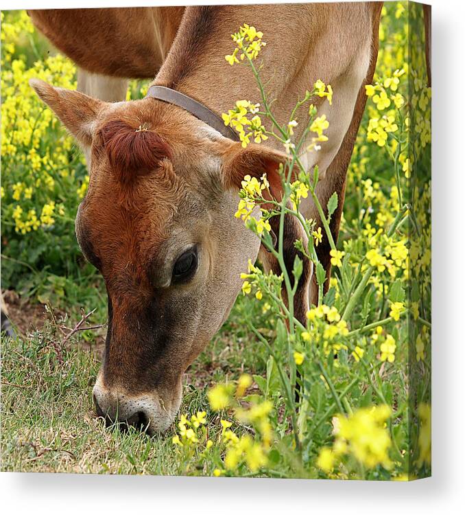 Jersey Cow Canvas Print featuring the photograph Pretty Jersey Cow Square by Gill Billington