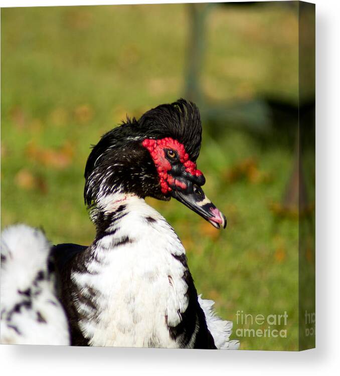 Fowl Canvas Print featuring the photograph Primped by Joe Geraci