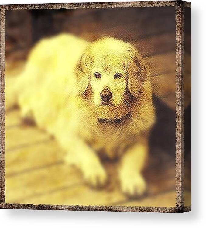Beautiful Canvas Print featuring the photograph Princess. #popular #cute #dog #funny by Grinch Photography