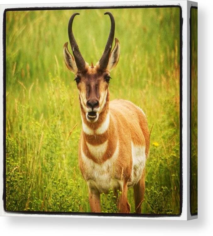 Animals Canvas Print featuring the photograph Pronghorn Trying To Speak To Me by Hermes Fine Art