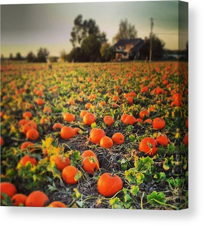 October Canvas Print featuring the photograph Pumpkin Harvest by J Lopez