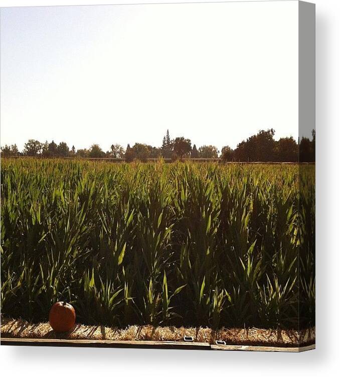 Hayride Canvas Print featuring the photograph #pumpkin #pumpkinpatch #cornfield by Aka J