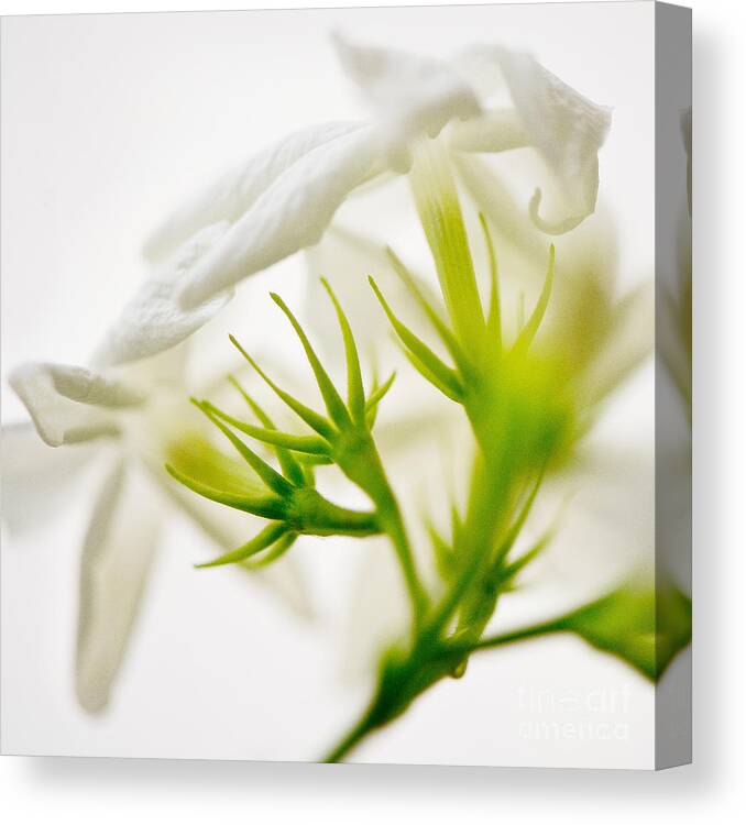 Photography Canvas Print featuring the photograph Purity by Ivy Ho