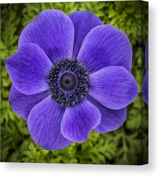 Flower Canvas Print featuring the photograph Purple Blue Anemone by Jaki Miller