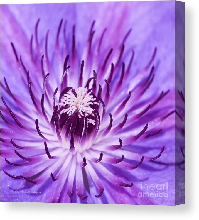 Clematis Canvas Print featuring the photograph Purple Clematis by Richard J Thompson 