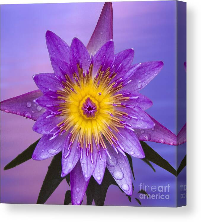Water Llilies Canvas Print featuring the photograph Purple by Heiko Koehrer-Wagner