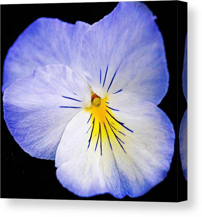 Purple Pansy Flower Print Canvas Print featuring the photograph Purple Pansy Flower by Kristina Deane