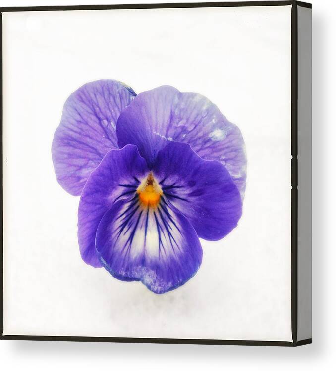 Purple Canvas Print featuring the photograph Purple pansy - tough flower in the snow by Matthias Hauser