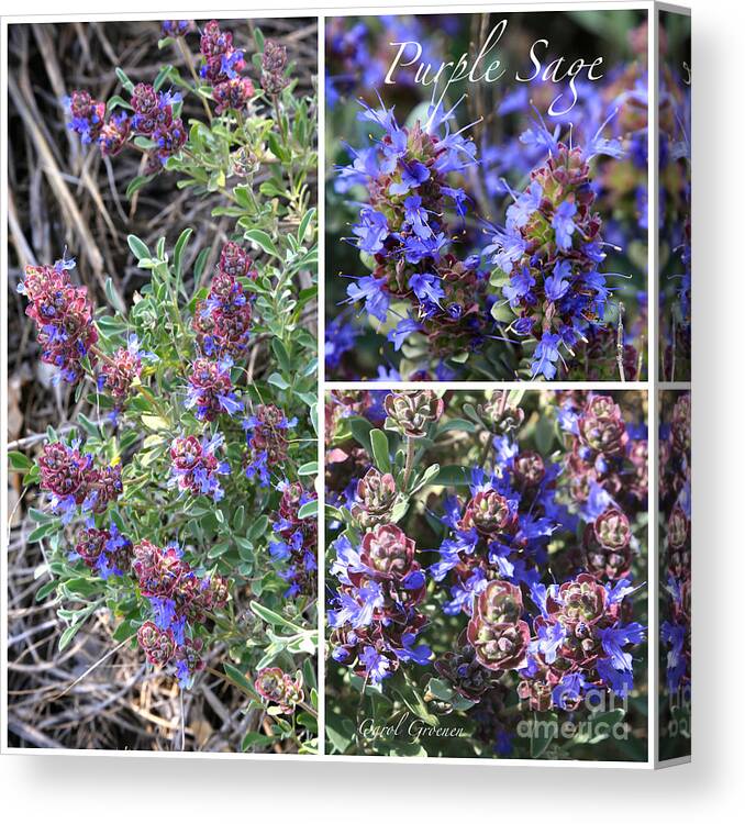 Purple Sage Canvas Print featuring the photograph Purple Sage Collage by Carol Groenen
