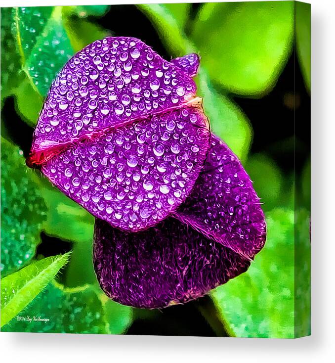 Clover Canvas Print Canvas Print featuring the photograph Purple Shimmer by Lucy VanSwearingen