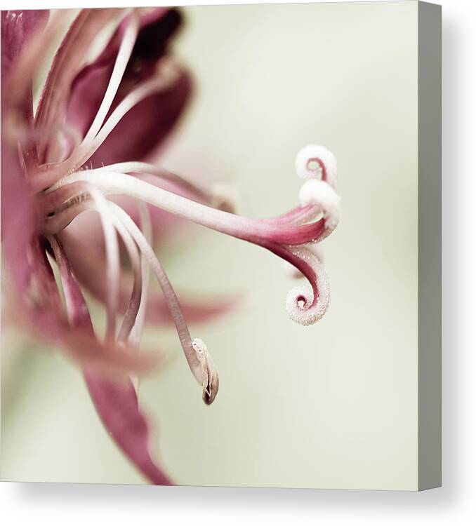 Purple Canvas Print featuring the photograph Purple Trumpet by Rob Webb