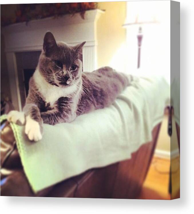 Catsofinstagram Canvas Print featuring the photograph Queen Abby, Lounging. #lazycat by Chris Morgan