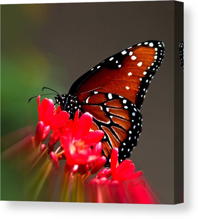 :penny Lisowski Canvas Print featuring the photograph Queen Butterfly II by Penny Lisowski