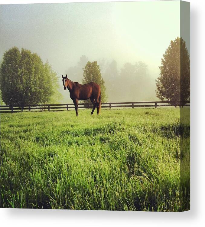 Racehorse Canvas Print featuring the photograph Racehorse in the Mist by Jennifer Palmer