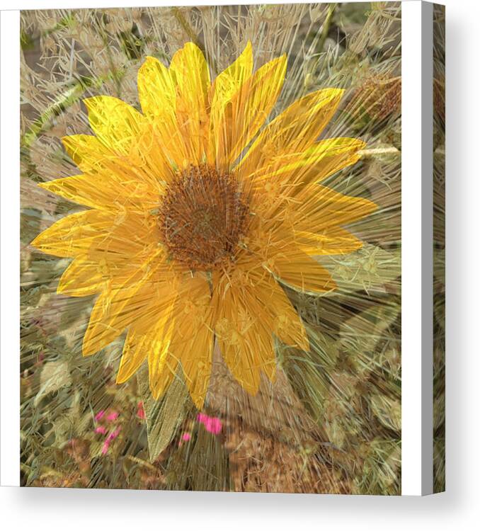 Sunflower Canvas Print featuring the photograph Radiant by Peggy Dietz