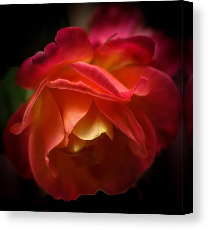 Close-up Canvas Print featuring the photograph Radiant Rose by Ronda Broatch