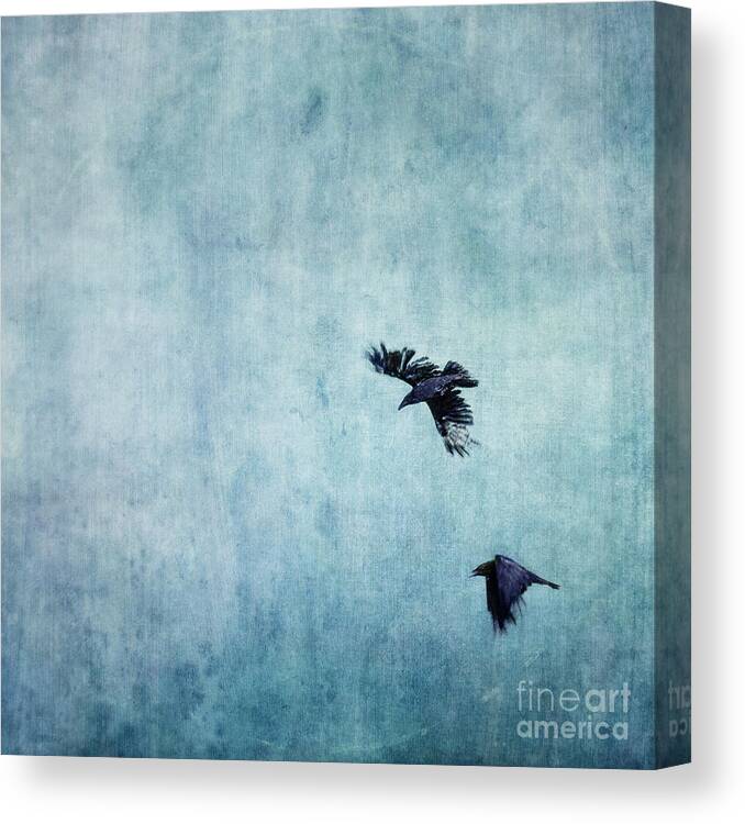 Minimalistic Canvas Print featuring the photograph Ravens flight by Priska Wettstein