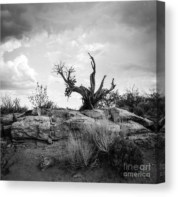 Pine Tree Canvas Print featuring the photograph Reaching BW by Cheryl McClure