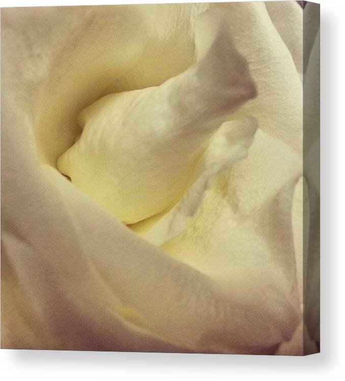  Canvas Print featuring the photograph Really Opening Up! Gorg! by Teresa Plautz