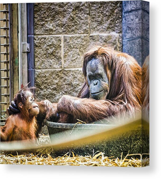 Animals Canvas Print featuring the photograph Really Tough Love by Don Vine