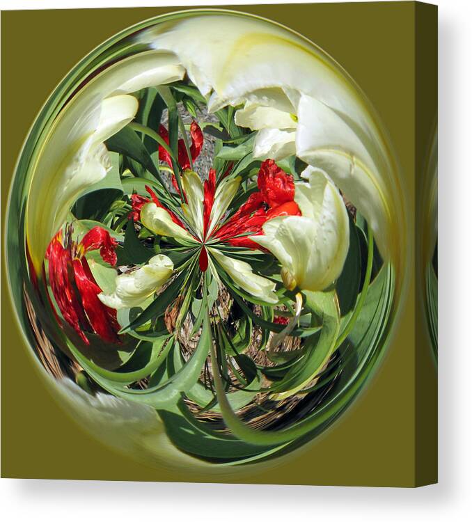 Perspective Canvas Print featuring the photograph Red and White Tulips by Tikvah's Hope