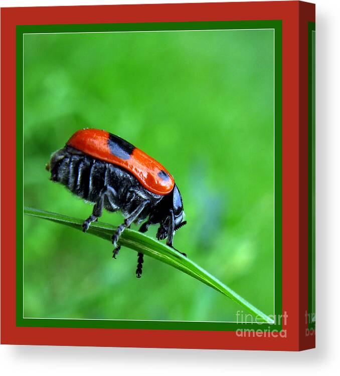Red Bug Canvas Print featuring the photograph Red Bug by Daliana Pacuraru
