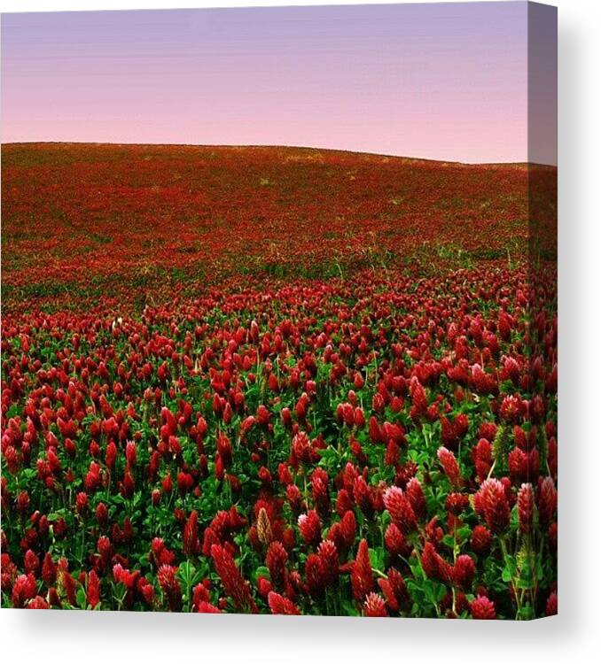 Love Canvas Print featuring the photograph Red! by Emanuela Carratoni