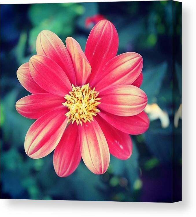 Beautiful Canvas Print featuring the photograph Red Flower! #flowers #flower by Photo Daily