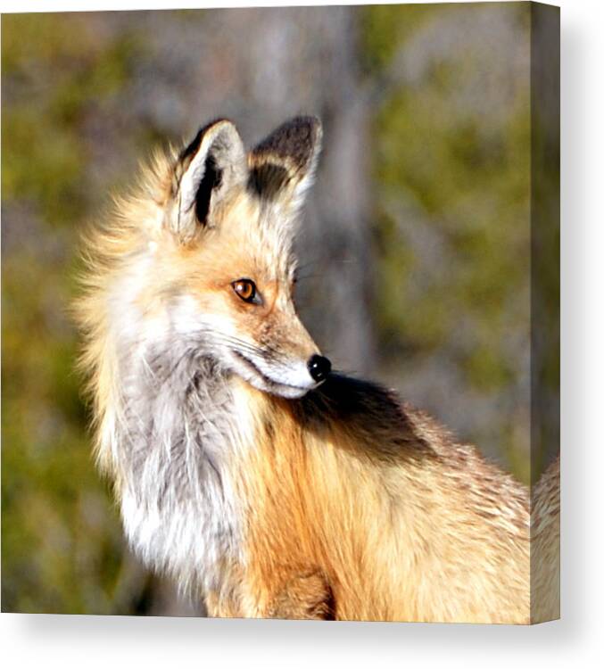 Red Canvas Print featuring the photograph Red Fox Face by Tranquil Light Photography