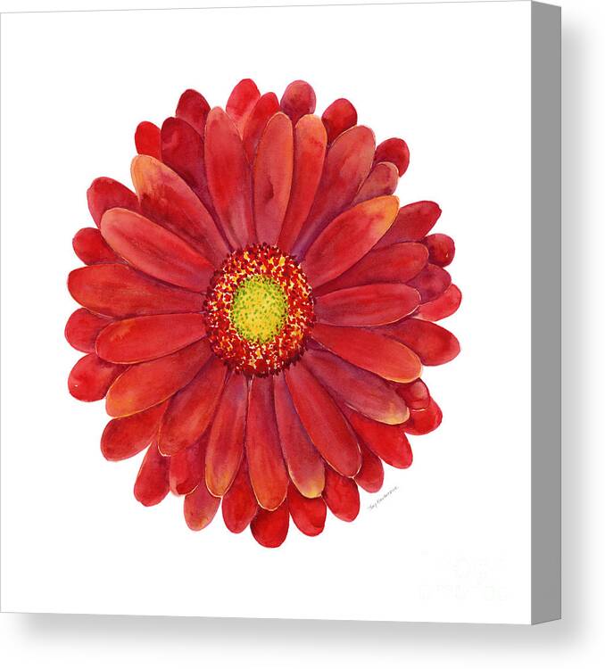 Red Canvas Print featuring the painting Red Gerbera Daisy by Amy Kirkpatrick