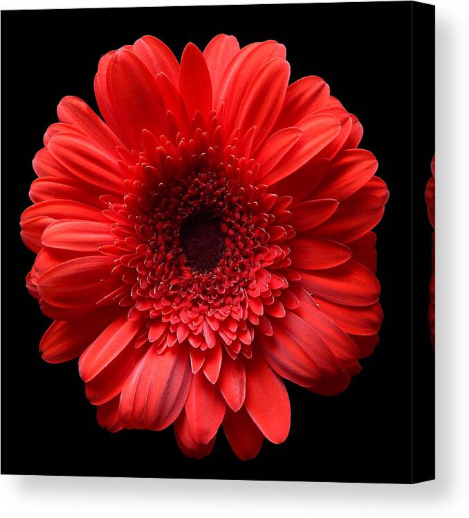 Flowers Canvas Print featuring the photograph Red Gerbera Still Life Flower Art Poster by Lily Malor