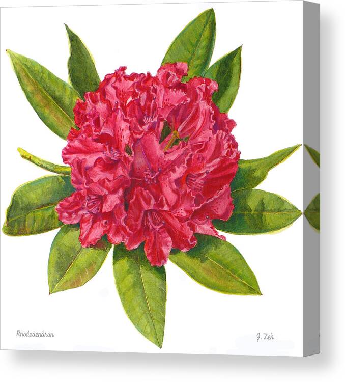 Rhododendron Painting Canvas Print featuring the painting Red Rhododendron by Janet Zeh